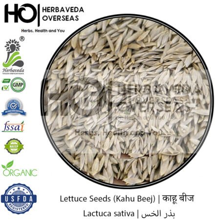 Lettuce Seeds (Kahu Beej) | काहू बीज | Lactuca sativa