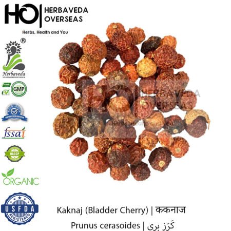 Kaknaj (Bladder Cherry) | ककनाज | Prunus cerasoides