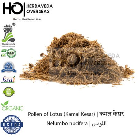 Lotus Saffron (Kamal Kesar) | कमल केसर | Nelumbo nucifera