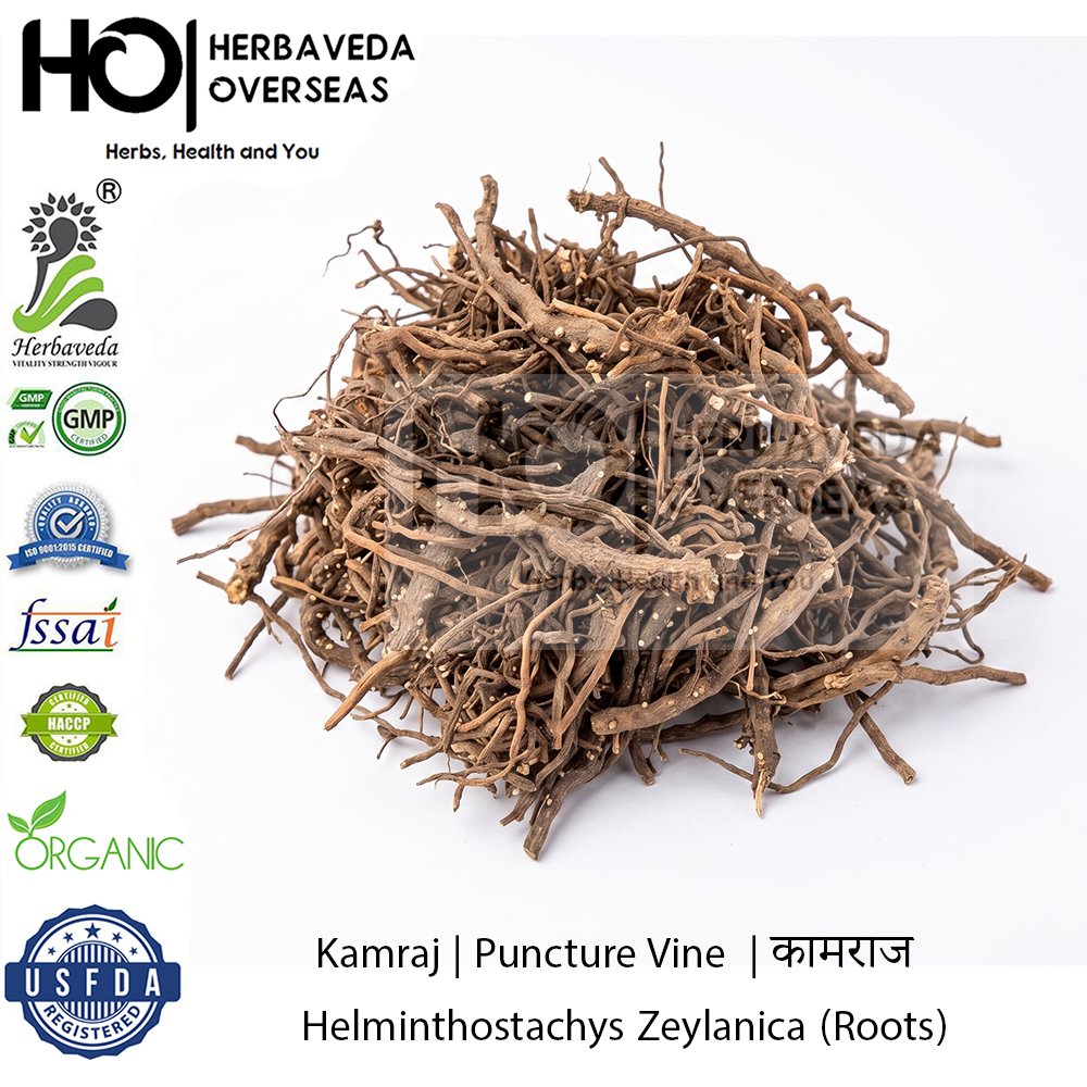 Kamraj | Puncture Vine | कामराज | Helminthostachys Zeylanica (Roots)