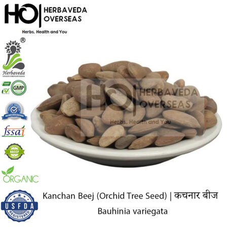 Kanchan Beej (Orchid Tree Seed) | कचनार बीज | Bauhinia variegata