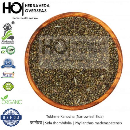 Kanocha (Narrowleaf Sida) | कानोछा | Sida rhombifolia
