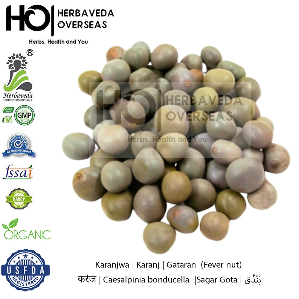 Karanjwa | Karanj | Gataran (Fever nut) | करंज | Caesalpinia bonducella |Sagar Gota