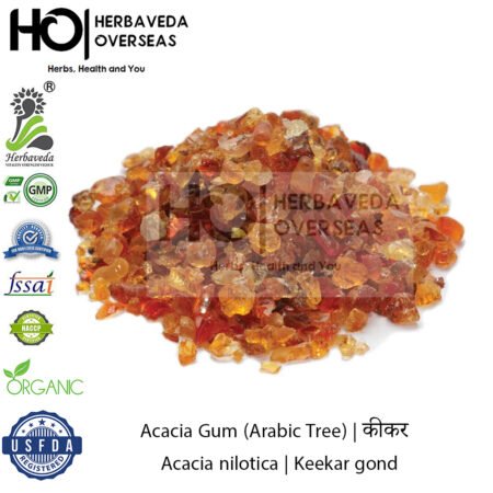 Keekar Gond (Acacia Gum) | कीकर गोंद | Acacia nilotica