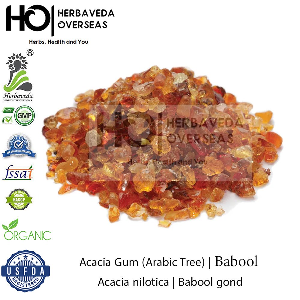 Acacia (Gum Arabic Tree) | बबूल | Acacia nilotica