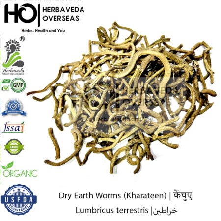 Dry Earth Worms (Kharateen) | केंचुए | Lumbricus terrestris