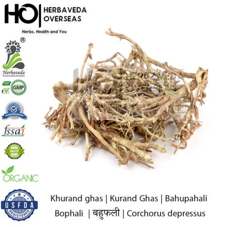 Khurand ghas | Kurand Ghas | Bahupahali |Bophali  | बहुफली | Corchorus depressus