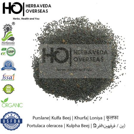 Purslane| Kulfa Beej| Khurfa| Loniya | कुलफा | Portulaca oleracea | Kulpha Beej