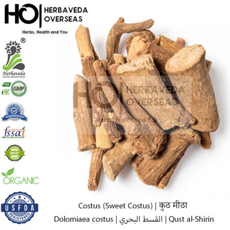 Costus (Sweet Costus) | कुठ मीठा | Dolomiaea costus
