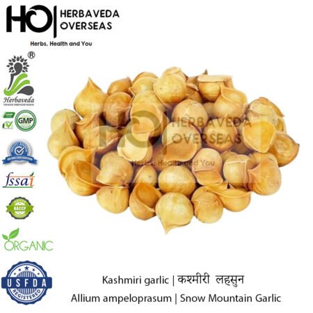 Kashmiri garlic | कश्मीरी लहसुन | Allium ampeloprasum | Snow Mountain Garlic