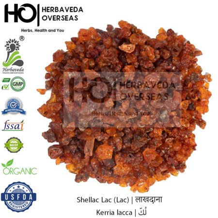 Shellac Lac (Lac) | लाखदाना | Kerria lacca