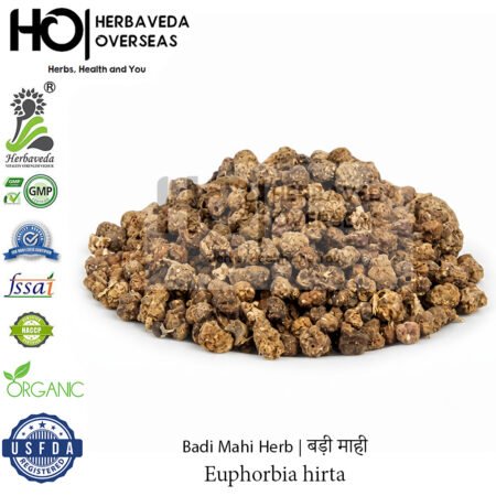 Badi Mahi Herb | बड़ी माही |Euphorbia hirta