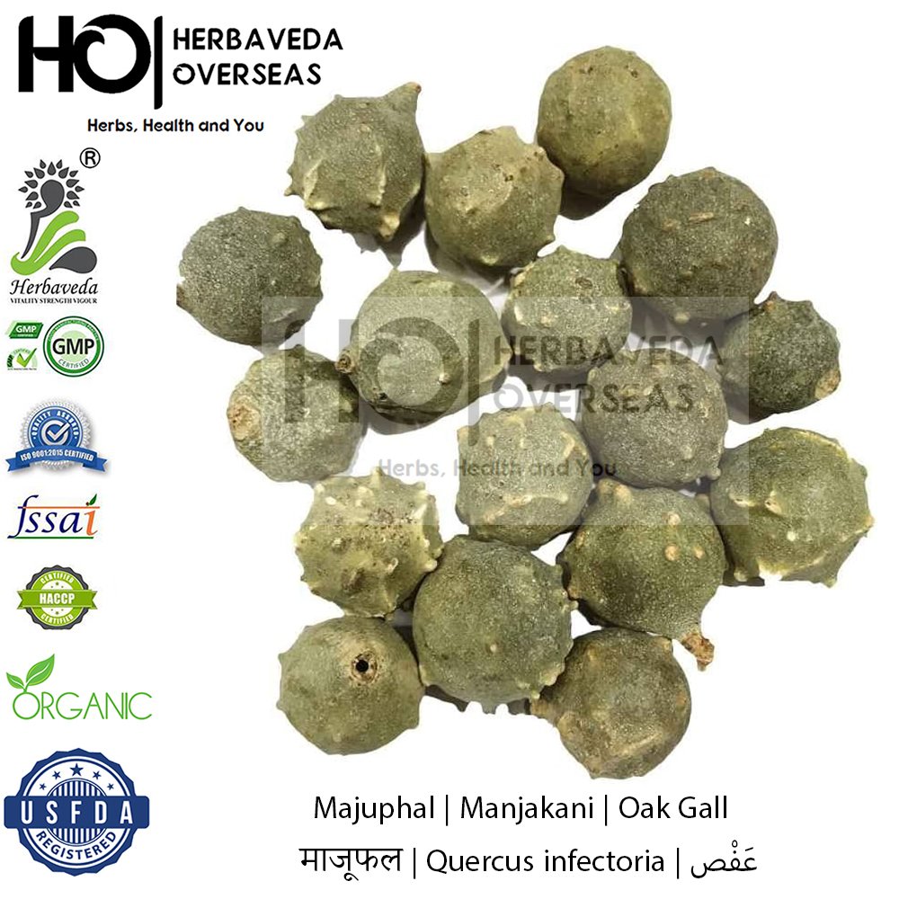 Majuphal (Manjakani or Oak Gall) | माजूफल | Quercus infectoria