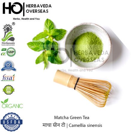 Matcha Green Tea | माचा ग्रीन टी | Camellia sinensis