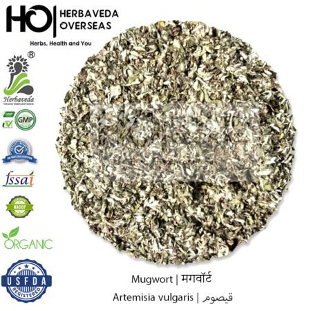 Mugwort | मगवॉर्ट | Artemisia vulgaris