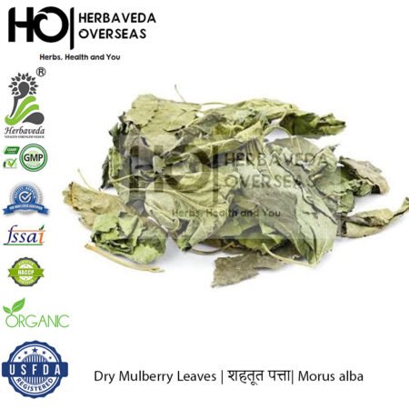 Mulberry Leaves | शहतूत के पत्ते | Morus alba