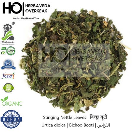 Stinging Nettle Leaves | बिच्छू बूटी | Urtica dioica | Bichoo Booti | القرّاص