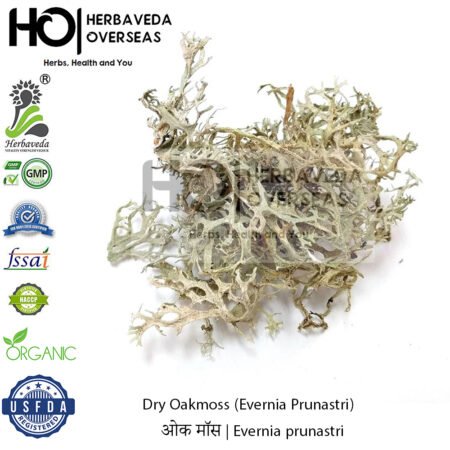 Oakmoss (Evernia Prunastri) | ओक मॉस | Evernia prunastri
