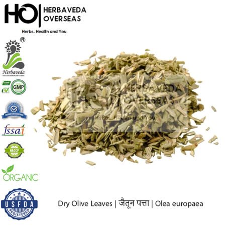 Dry Olive Leaves | जैतून पत्ता | Olea europaea