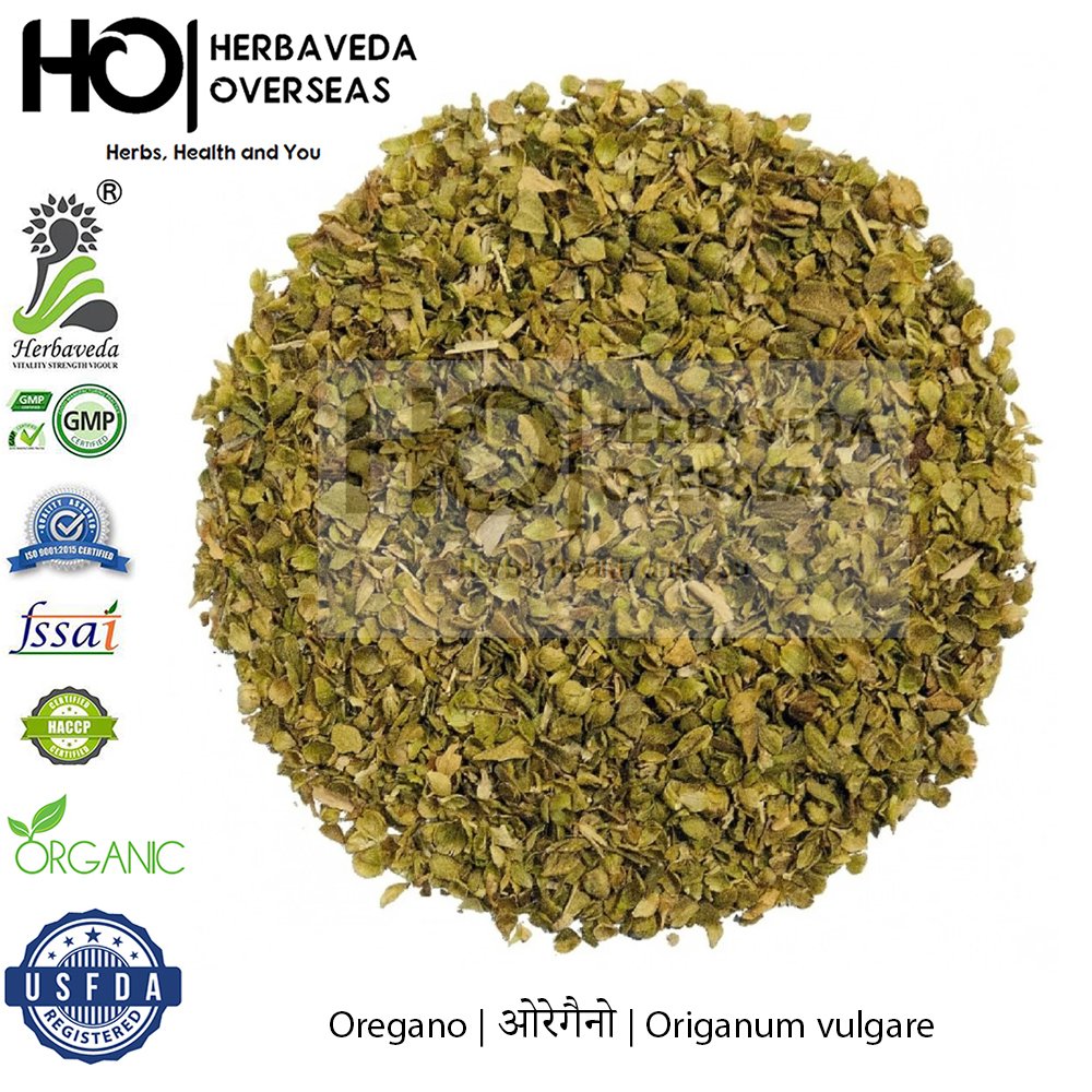 Oregano | ओरेगैनो | Origanum vulgare