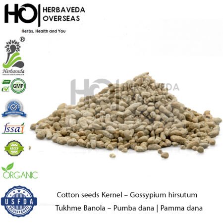 Cotton Seed Kernel  (Pamma Dana) | पम्मा दाना |Tukhme Banola | Gossypium herbaceum | Magaj Binola