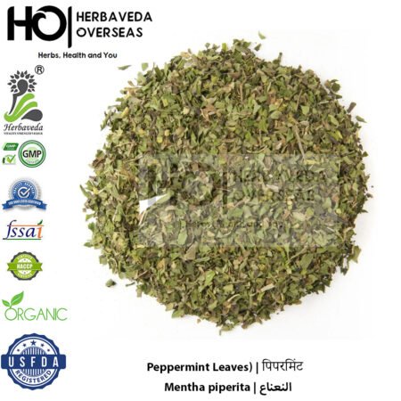 Peppermint | विलायती पुदीना  | Mentha piperita