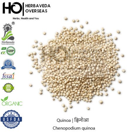 Quinoa | क्विनोआ | Chenopodium quinoa