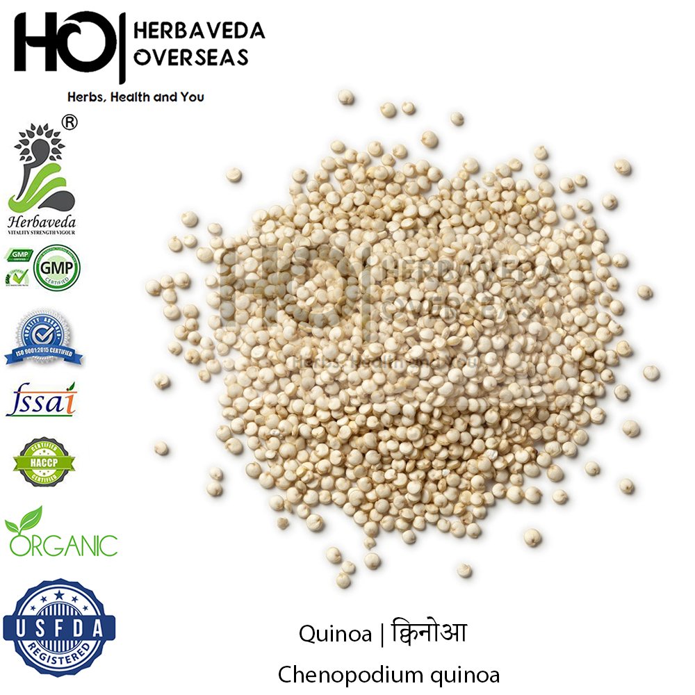 Quinoa | क्विनोआ | Chenopodium quinoa