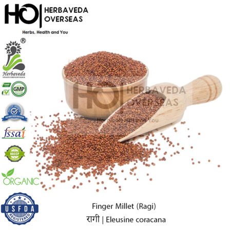 Finger Millet (Ragi) | रागी | Eleusine coracana