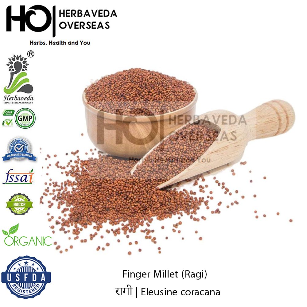 Finger Millet (Ragi) | रागी | Eleusine coracana