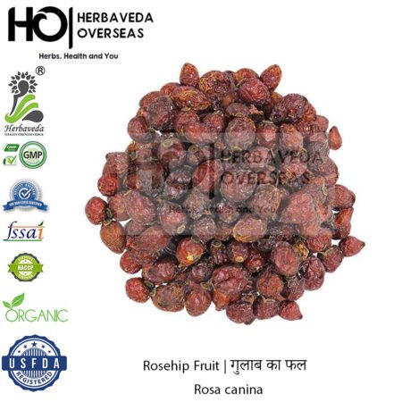 Rosehip Fruit | गुलाब का फल | Rosa canina