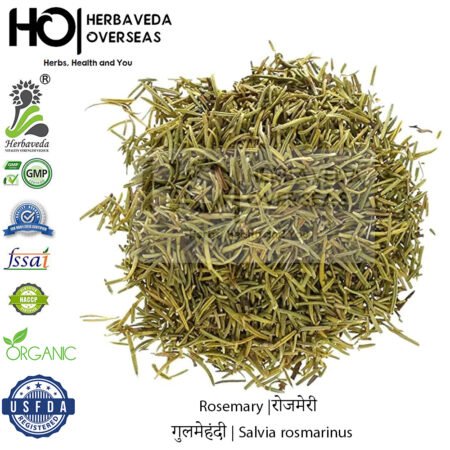Rosemary |रोजमेरी | गुलमेहंदी | Salvia rosmarinus