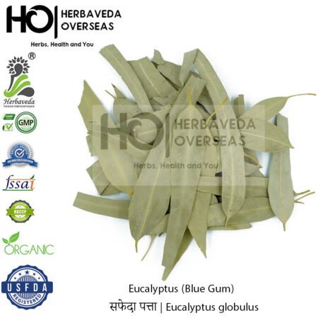 Eucalyptus (Blue Gum) | सफेदा पत्ता| Eucalyptus globulus