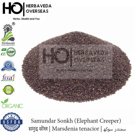 Samundar Sonkh (Elephant Creeper) | समुद्र सोंख | Marsdenia tenacior