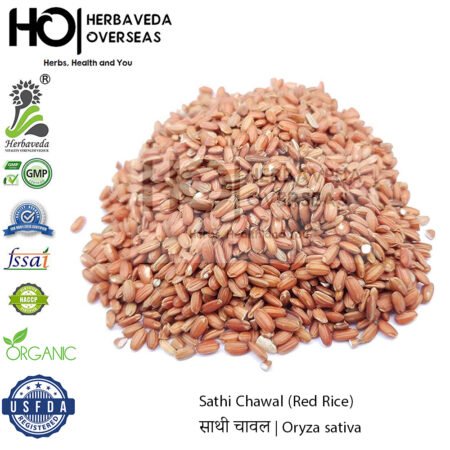 Sathi Chawal (Red Rice) | साथी चावल | Oryza sativa