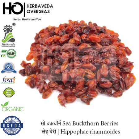 Sea Buckthorn Berries | लेह बेरी | Hippophae rhamnoides