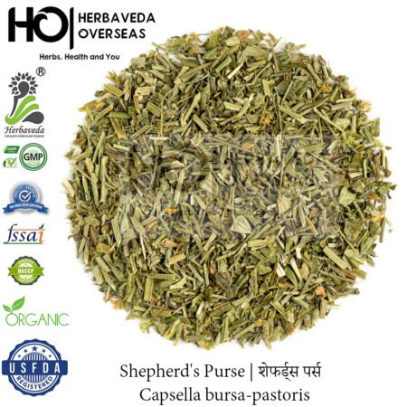 Shepherd's Purse | शेफर्ड्स पर्स | Capsella bursa-pastoris