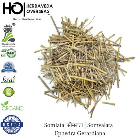 Somlata| सोमलता | Somvalata | Ephedra Gerardiana