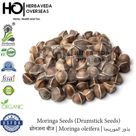 Moringa Seeds (Drumstick Seeds) | सोनजना बीज | Moringa oleifera