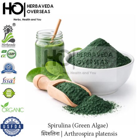 Spirulina (Green Algae) | स्पिरुलिना | Arthrospira platensis