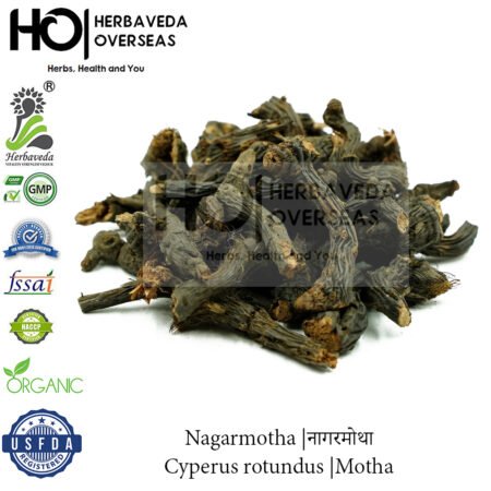 Nagarmotha |नागरमोथा| Cyperus rotundus |Motha