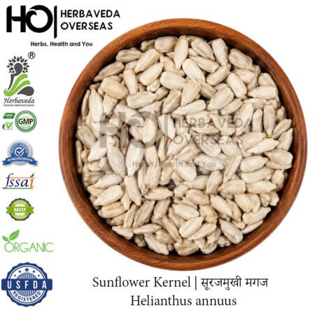 Sunflower Kernel | सूरजमुखी मगज | Helianthus annuus