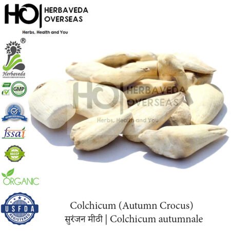 Colchicum (Autumn Crocus) | सुरंजन मीठी | Colchicum autumnale