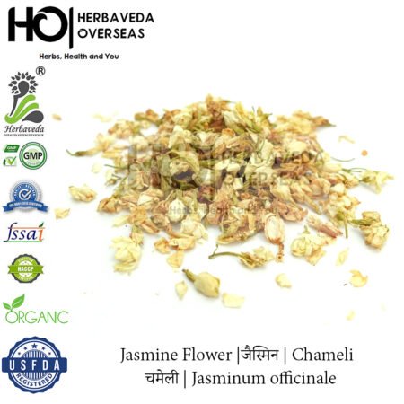 Jasmine Flower |जैस्मिन | Chameli | चमेली | Jasminum officinale