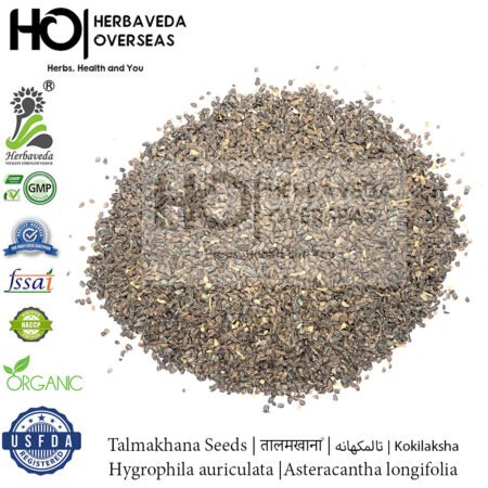 Talmakhana Seeds | तालमखाना | تالمکھانہ |Kokilaksha |Hygrophila auriculata |Asteracantha longifolia