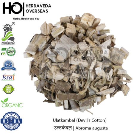 Ulatkambal (Devil's Cotton) | उल्टकंबल | Abroma augusta