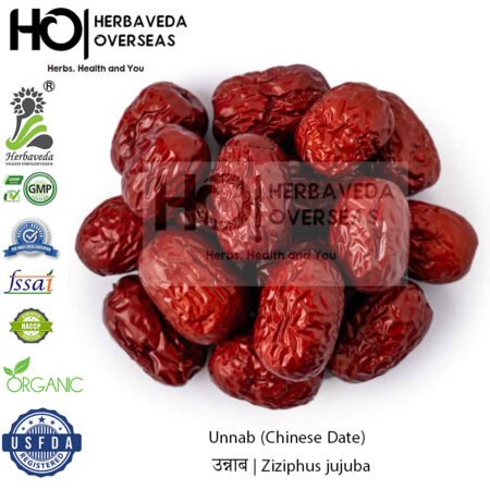 Unnab (Chinese Date) | उन्नाब | Ziziphus jujuba