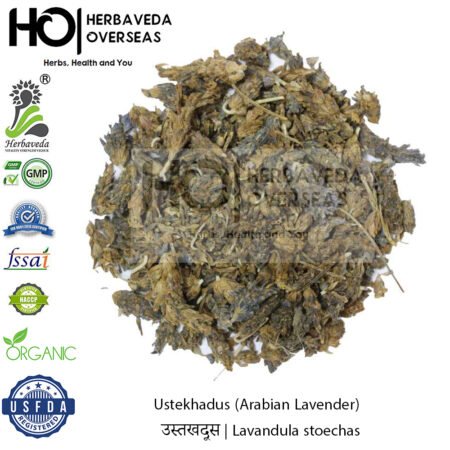 Ustekhadus (Arabian Lavender) | उस्तखदूस | Lavandula stoechas