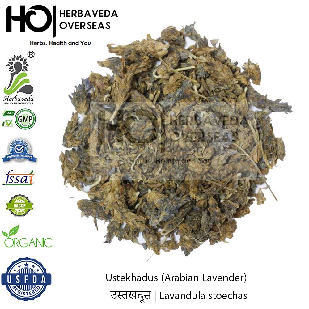 Ustekhadus (Arabian Lavender) | उस्तखदूस | Lavandula stoechas