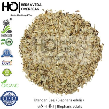Utangan Beej (Blepharis edulis) | उटंगन बीज | Blepharis edulis |Bazrul Qareez